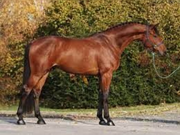Deutsches Sportpferd Stute 6 Jahre 172 cm Dunkelfuchs in Neustadt (Dosse)