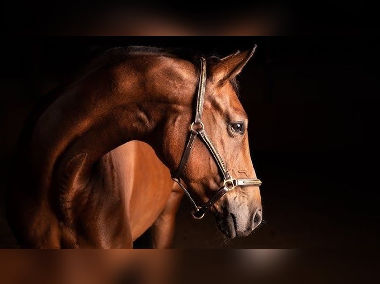 Deutsches Sportpferd Stute 6 Jahre 172 cm Dunkelfuchs in Neustadt (Dosse)