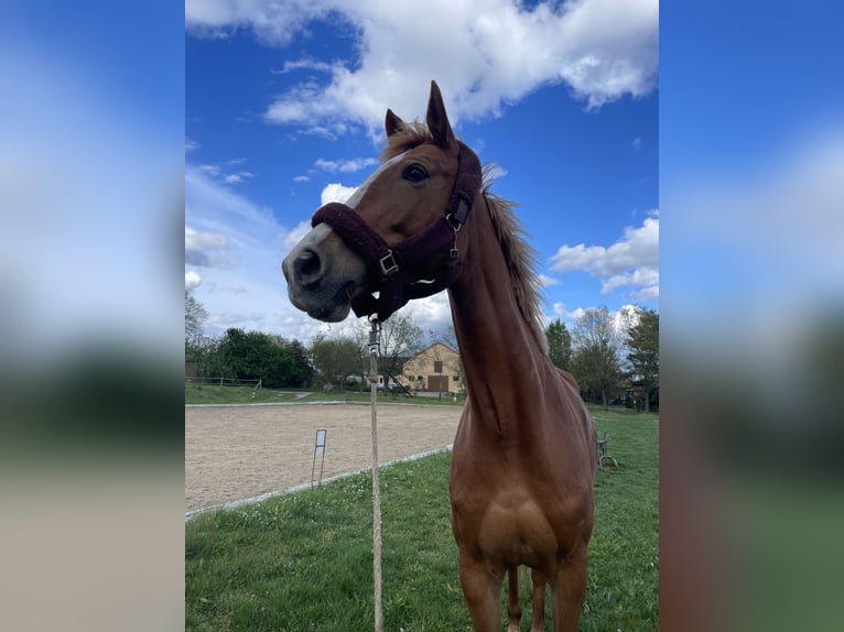 Deutsches Sportpferd Stute 6 Jahre 172 cm Fuchs in Dahme/Mark