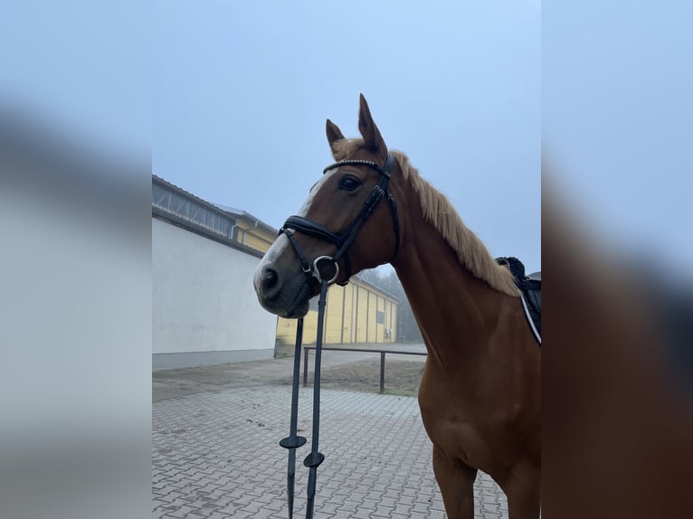 Deutsches Sportpferd Stute 6 Jahre 172 cm Fuchs in Dahme/Mark