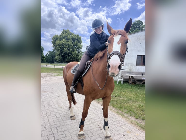 Deutsches Sportpferd Stute 6 Jahre 172 cm Fuchs in Temnitzquell