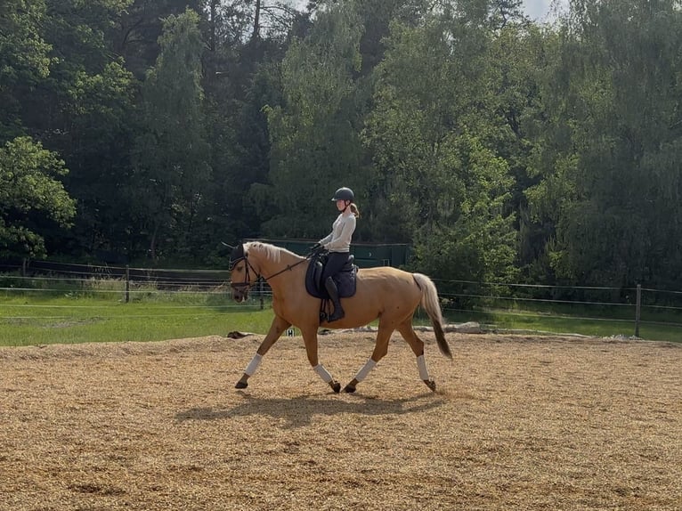 Deutsches Sportpferd Stute 6 Jahre 172 cm Palomino in Rheinsberg