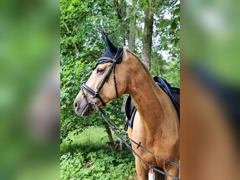 Deutsches Sportpferd Stute 6 Jahre 172 cm Palomino in Rheinsberg