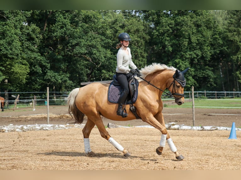 Deutsches Sportpferd Stute 6 Jahre 172 cm Palomino in Rheinsberg