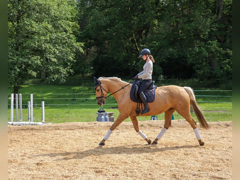 Deutsches Sportpferd Stute 6 Jahre 172 cm Palomino in Rheinsberg