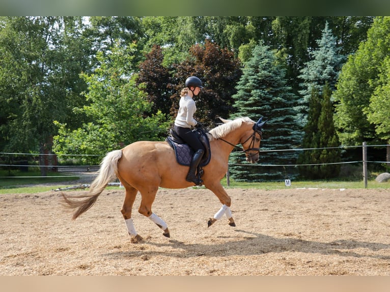 Deutsches Sportpferd Stute 6 Jahre 172 cm Palomino in Rheinsberg
