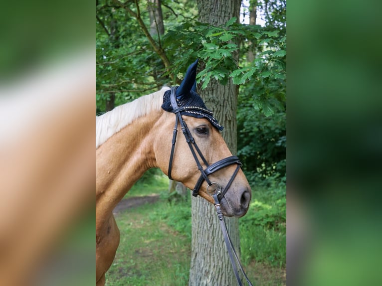 Deutsches Sportpferd Stute 6 Jahre 172 cm Palomino in Rheinsberg