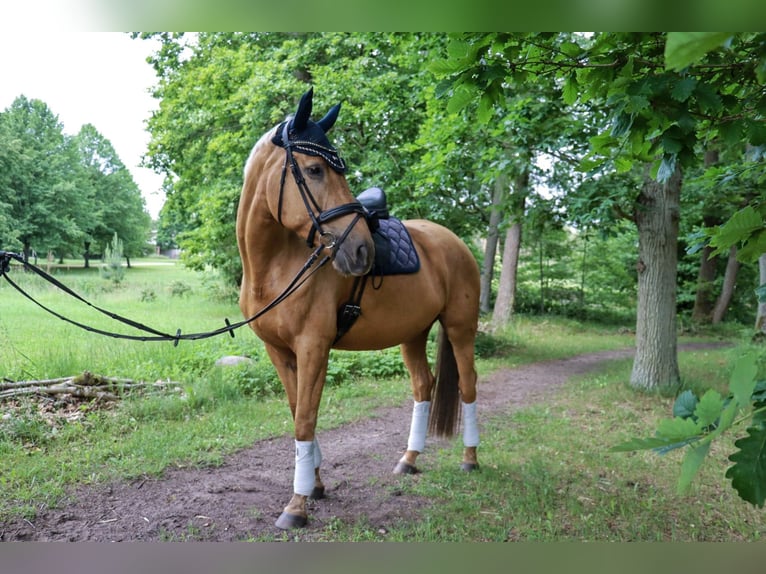 Deutsches Sportpferd Stute 6 Jahre 172 cm Palomino in Rheinsberg
