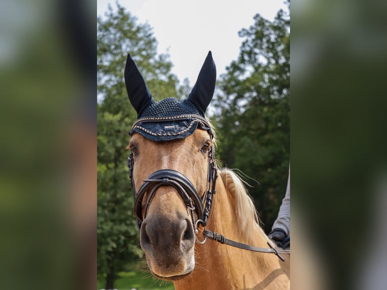Deutsches Sportpferd Stute 6 Jahre 172 cm Palomino in Rheinsberg