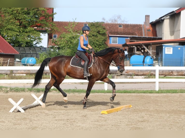 Deutsches Sportpferd Stute 6 Jahre 173 cm Dunkelbrauner in DinkelsbühlDinkelsbühl