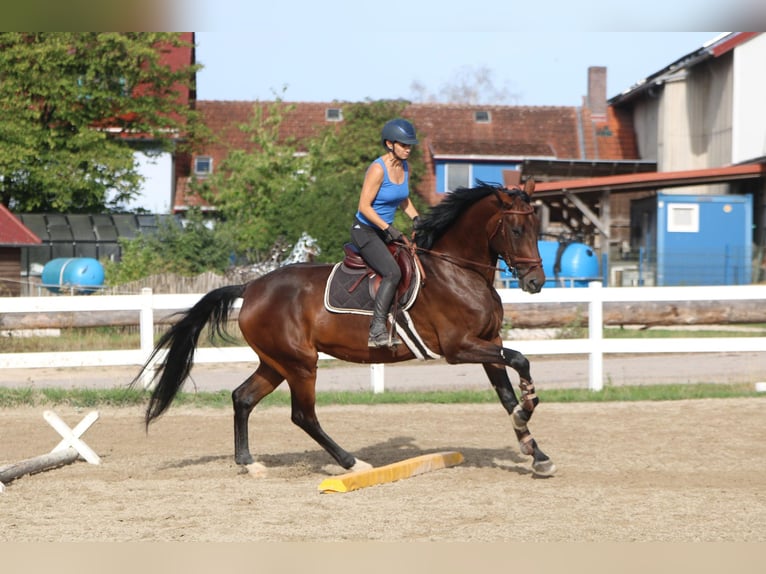 Deutsches Sportpferd Stute 6 Jahre 173 cm Dunkelbrauner in DinkelsbühlDinkelsbühl