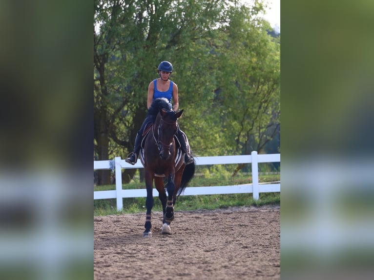Deutsches Sportpferd Stute 6 Jahre 173 cm Dunkelbrauner in DinkelsbühlDinkelsbühl