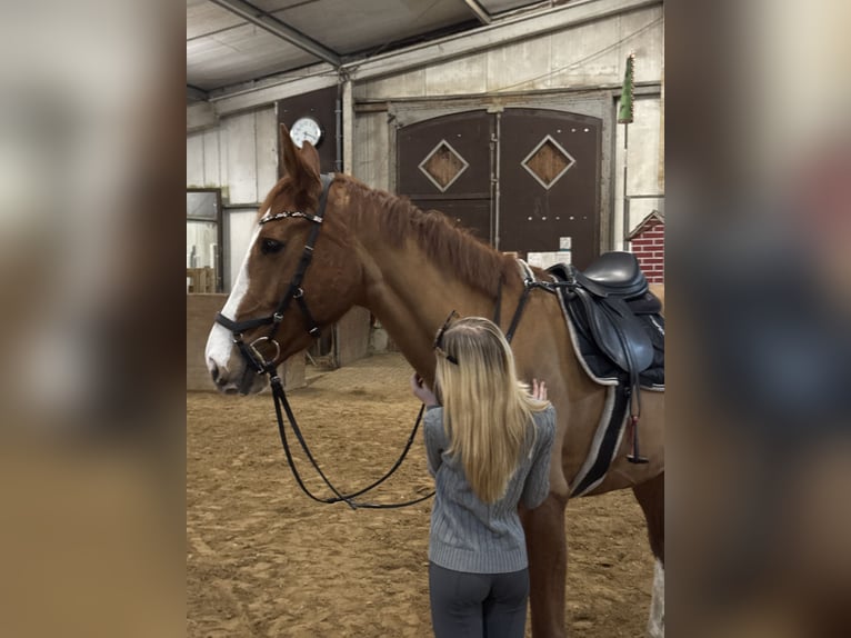 Deutsches Sportpferd Stute 6 Jahre 173 cm Fuchs in Boizenburg