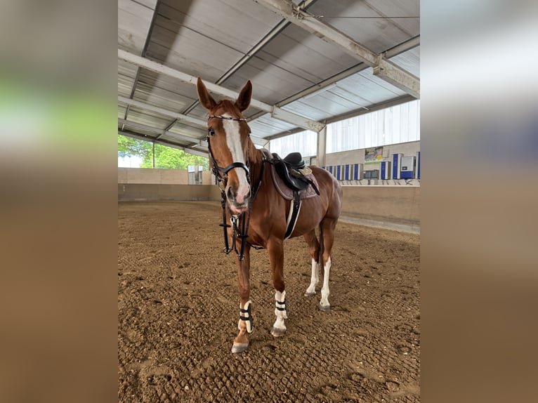 Deutsches Sportpferd Stute 6 Jahre 173 cm Fuchs in Boizenburg