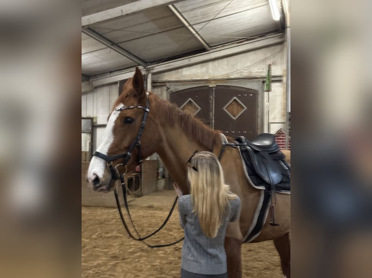 Deutsches Sportpferd Stute 6 Jahre 174 cm Fuchs in Boizenburg