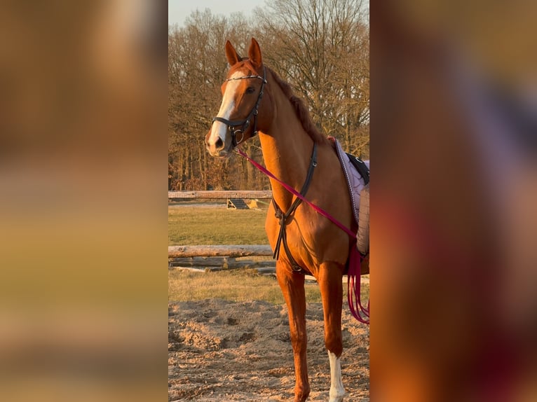 Deutsches Sportpferd Stute 6 Jahre 174 cm Fuchs in Boizenburg