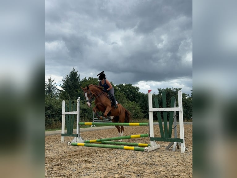 Deutsches Sportpferd Stute 6 Jahre 174 cm Fuchs in Boizenburg