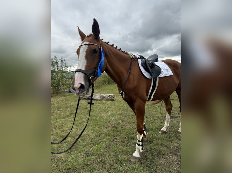 Deutsches Sportpferd Stute 6 Jahre 174 cm Fuchs in Boizenburg