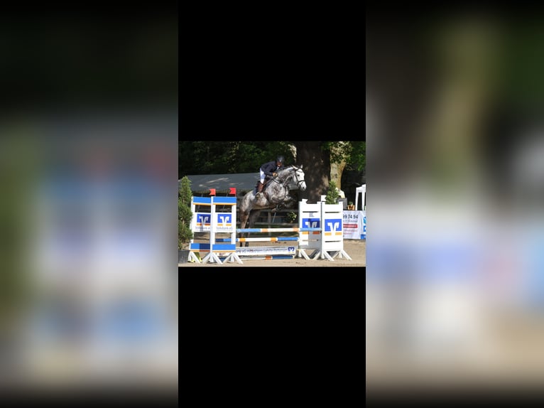 Deutsches Sportpferd Stute 6 Jahre 174 cm Schimmel in Gronau (Leine)Gronau