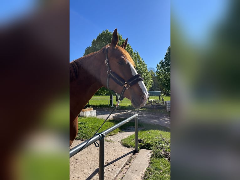 Deutsches Sportpferd Stute 6 Jahre 174 cm  in Temnitzquell