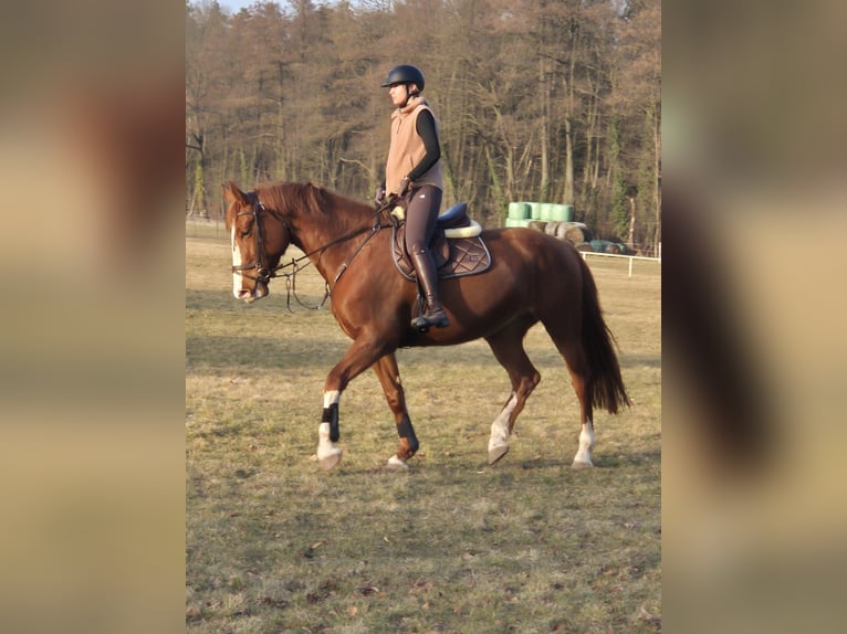 Deutsches Sportpferd Stute 6 Jahre 174 cm  in Temnitzquell