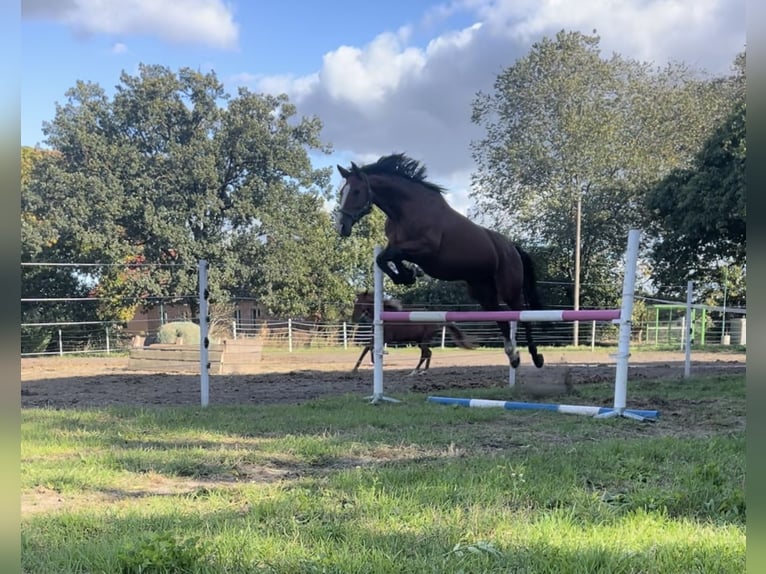 Deutsches Sportpferd Stute 6 Jahre 175 cm Brauner in Trebbin