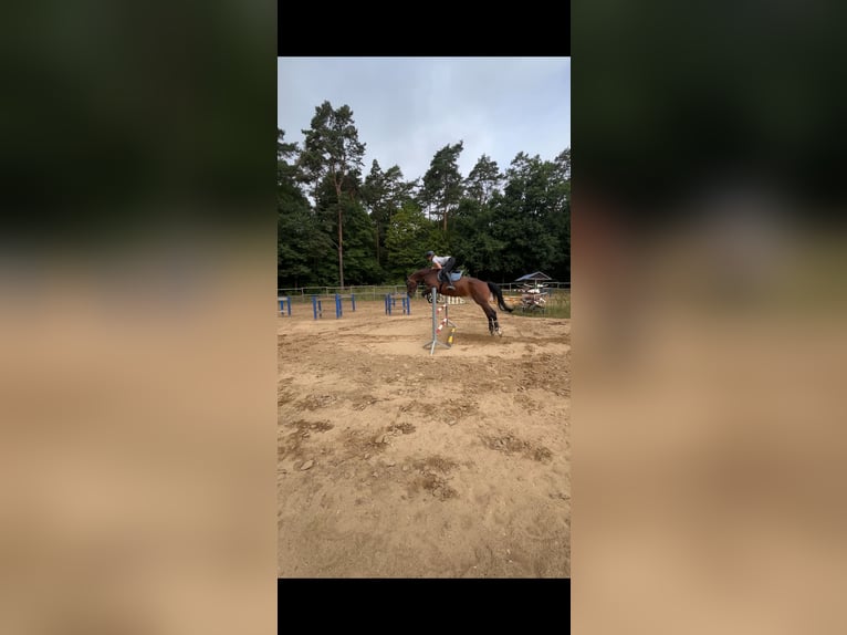 Deutsches Sportpferd Stute 6 Jahre 175 cm Brauner in Ahrensfelde