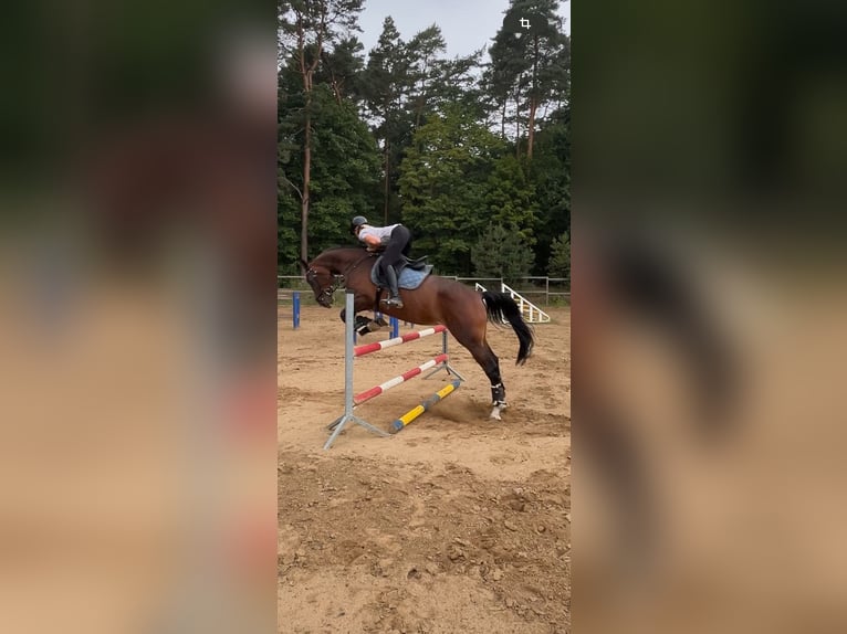 Deutsches Sportpferd Stute 6 Jahre 175 cm Brauner in Ahrensfelde