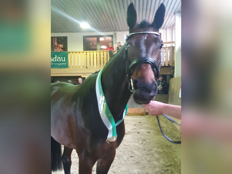 Deutsches Sportpferd Stute 6 Jahre 175 cm Brauner in Geithain