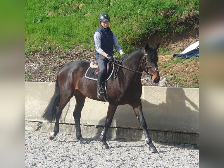 Deutsches Sportpferd Stute 6 Jahre 175 cm Brauner in Geithain