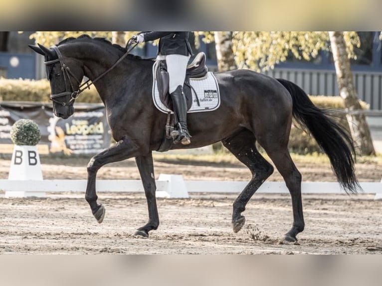 Deutsches Sportpferd Stute 6 Jahre 175 cm in G&#xFC;glingen