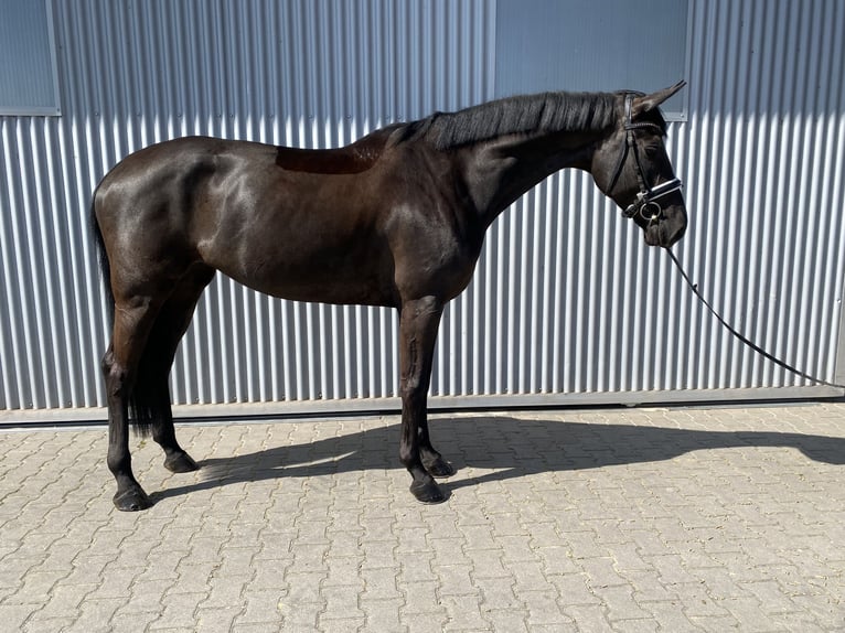 Deutsches Sportpferd Stute 6 Jahre 175 cm in G&#xFC;glingen