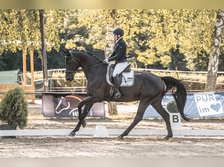 Deutsches Sportpferd Stute 6 Jahre 175 cm in G&#xFC;glingen