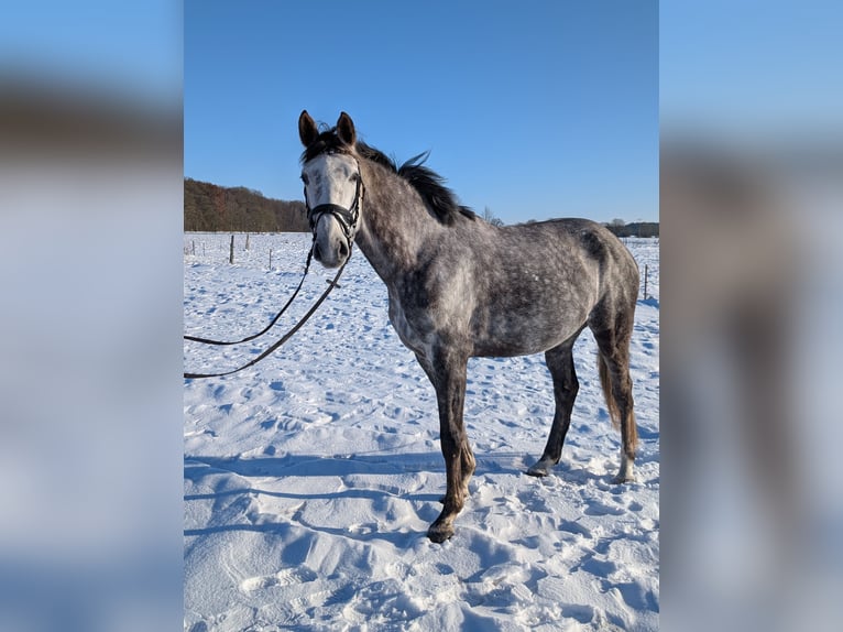 Deutsches Sportpferd Stute 6 Jahre 175 cm Schimmel in Perleberg