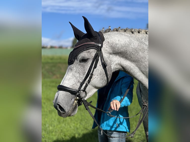 Deutsches Sportpferd Stute 6 Jahre 175 cm Schimmel in Waiblingen