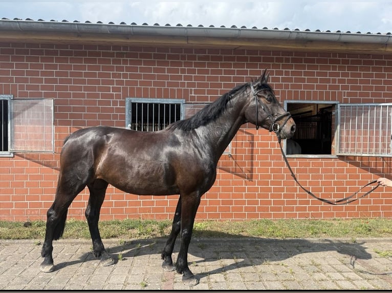Deutsches Sportpferd Stute 6 Jahre 178 cm Brauner in Polzow