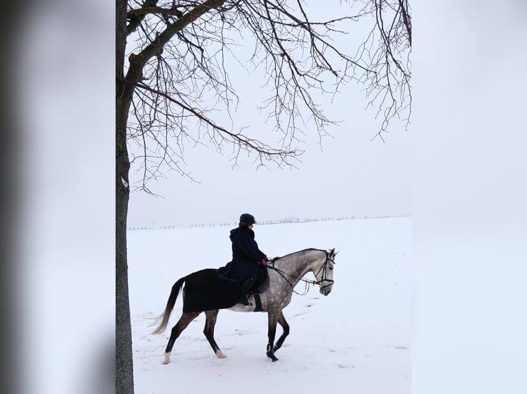 Deutsches Sportpferd Stute 6 Jahre 178 cm Schimmel in Kitzscher