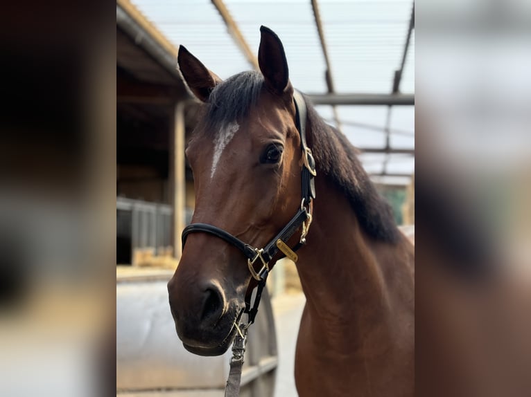 Deutsches Sportpferd Stute 6 Jahre Brauner in Eiterfeld