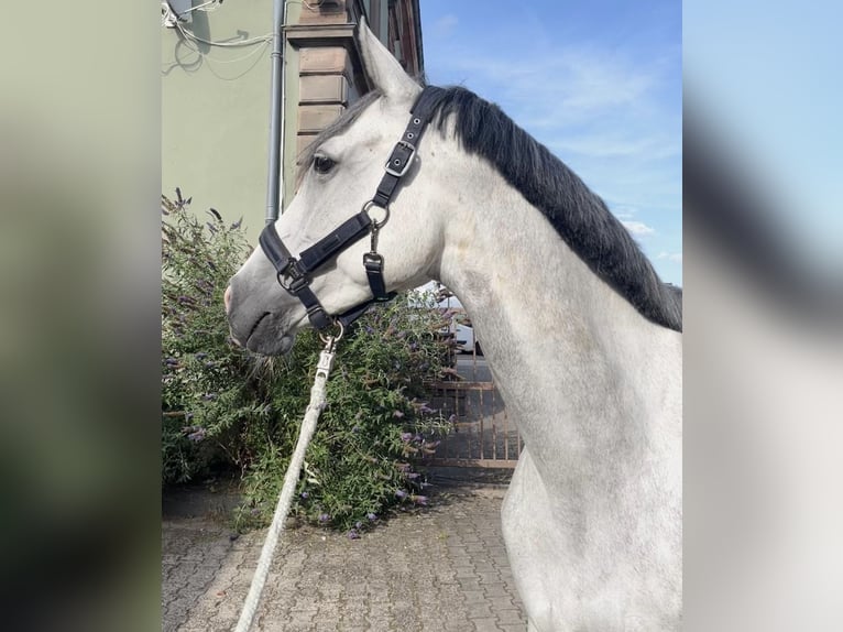 Deutsches Sportpferd Stute 6 Jahre in Kaiserslautern