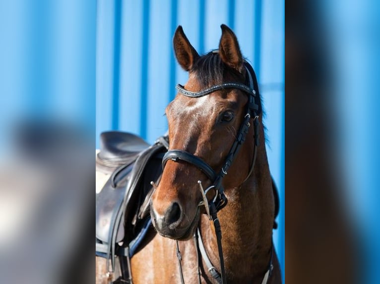 Deutsches Sportpferd Stute 7 Jahre 158 cm Brauner in Schwarme