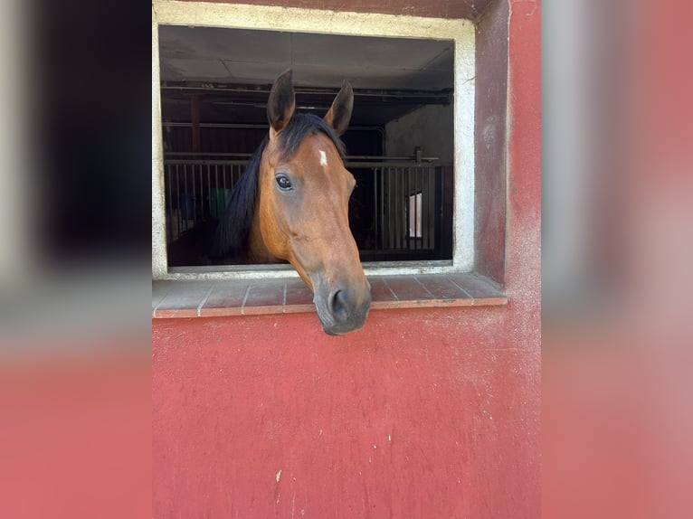 Deutsches Sportpferd Stute 7 Jahre 160 cm Brauner in Hamburg Rahlstedt