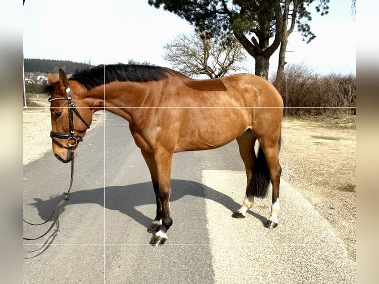 Deutsches Sportpferd Stute 7 Jahre 160 cm Brauner in Pelmberg