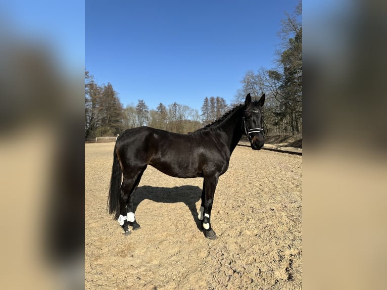 Deutsches Sportpferd Mix Stute 7 Jahre 160 cm Rappe in Berlin