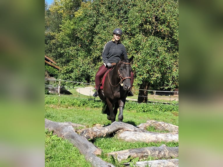 Deutsches Sportpferd Stute 7 Jahre 160 cm Rappe in Bayerbach