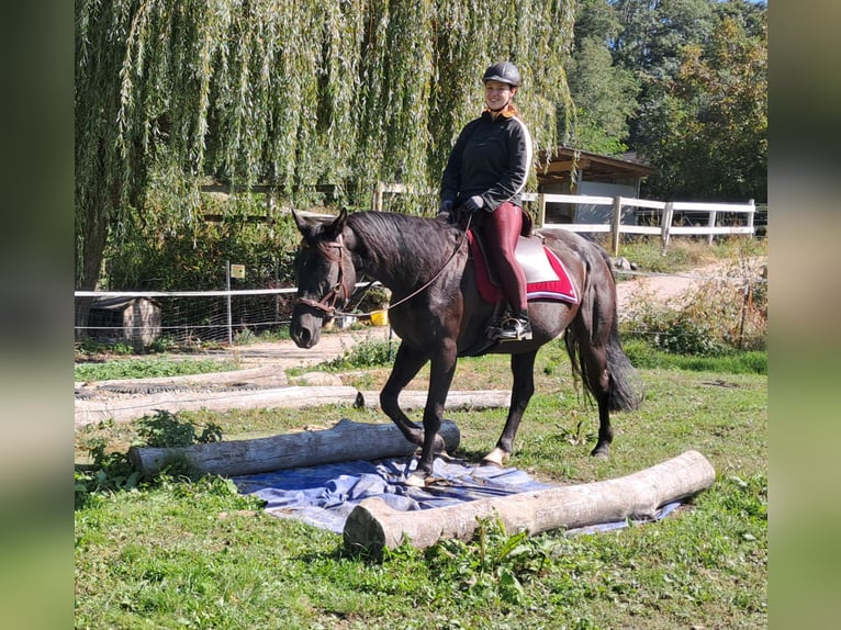 Deutsches Sportpferd Stute 7 Jahre 160 cm Rappe in Bayerbach