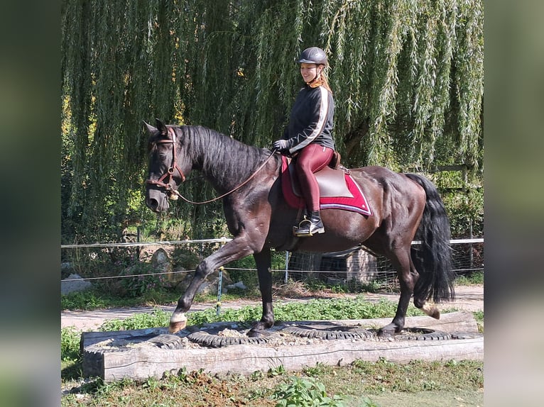 Deutsches Sportpferd Stute 7 Jahre 160 cm Rappe in Bayerbach