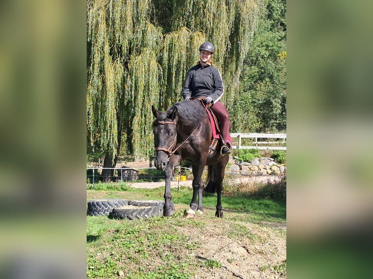 Deutsches Sportpferd Stute 7 Jahre 160 cm Rappe in Bayerbach