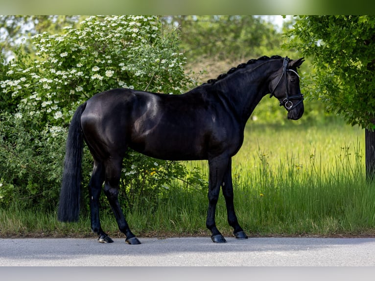Deutsches Sportpferd Stute 7 Jahre 162 cm Rappe in Rosenheim