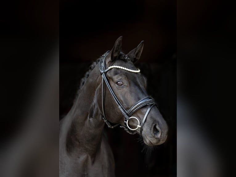 Deutsches Sportpferd Stute 7 Jahre 162 cm Rappe in Rosenheim