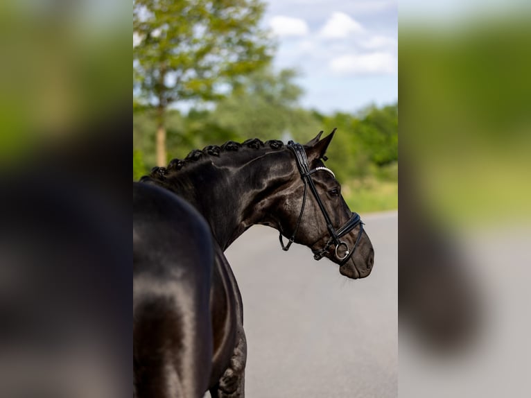 Deutsches Sportpferd Stute 7 Jahre 162 cm Rappe in Rosenheim